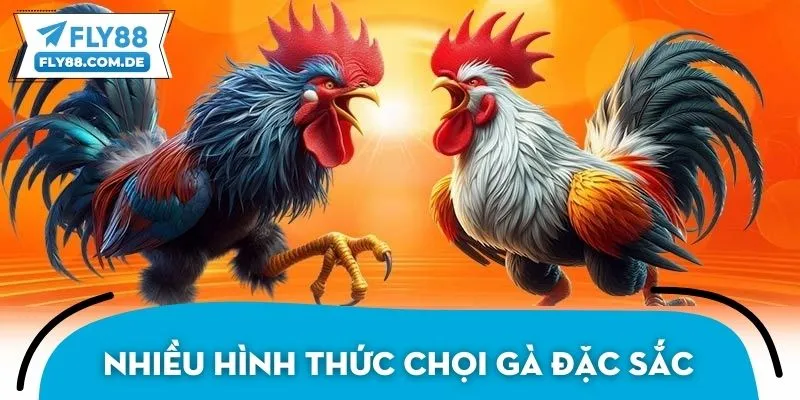 Nhiều hình thức chọi gà đặc sắc, kịch tính và cuốn hút
